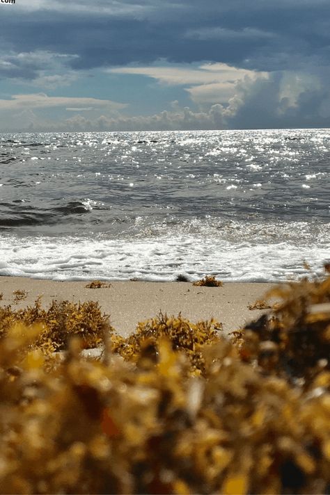 92 Minerals in One Ingredient: Why Sea Moss Belongs in Your Morning Routine