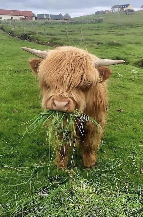 Regenerative Farming: Why It Matters for the Food You Eat and the Planet You Live On
