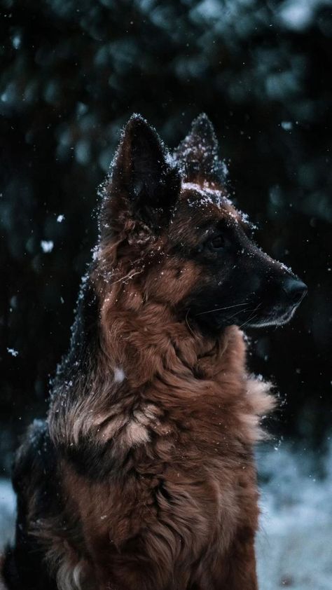 What You Feed Your Dog Says a Lot About How You Think About Nutrition