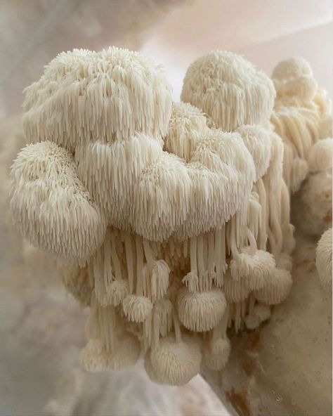Lion's Mane and Brain Health: What the Research Actually Shows