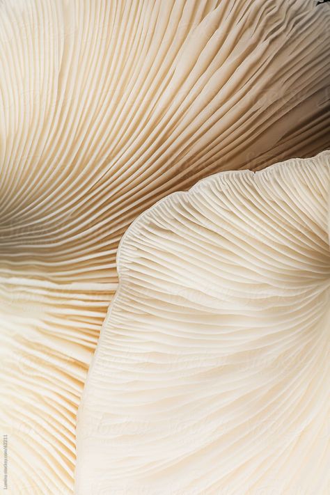 Not All Mushroom Supplements Are Created Equal — Here's What to Look For