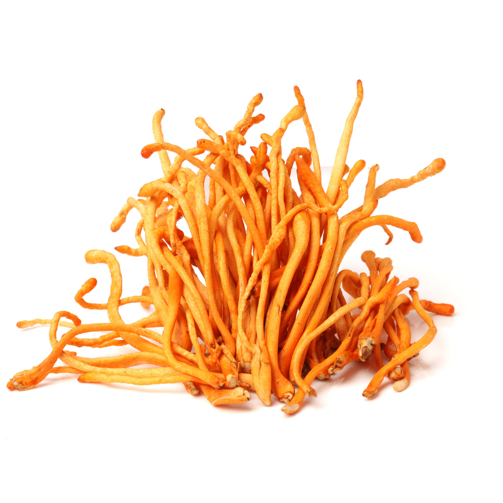 Cordyceps and Energy: How This Mushroom Increases ATP Production at the Cellular Level