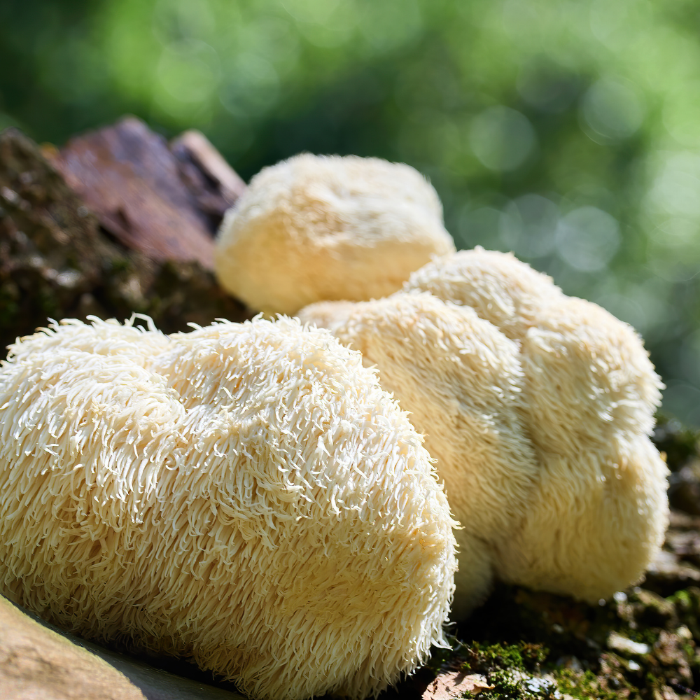 Lion's Mane and Neurogenesis: Can a Mushroom Actually Help You Grow New Brain Cells?
